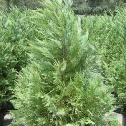 Leyland cypress five 500 - cypress,,