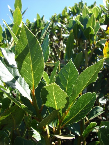Laurus nobilis bay leaf - nobilis, 'bay