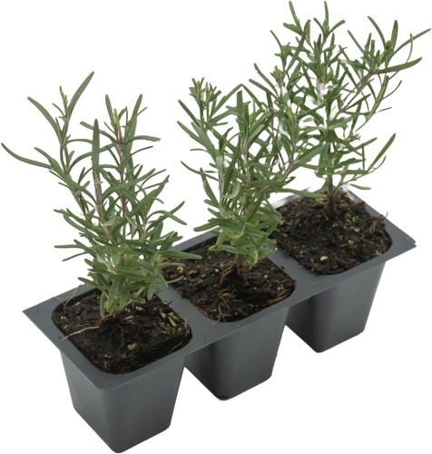 Tuscan blue rosemary live - tuscan,