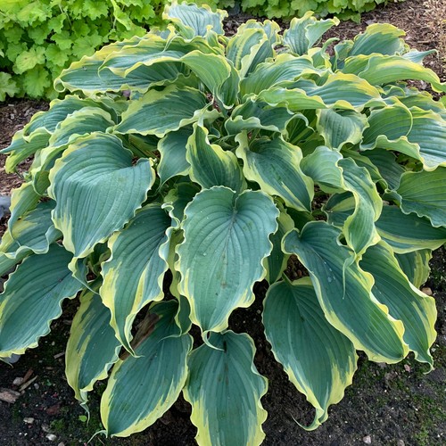 Hosta voices the - hosta,