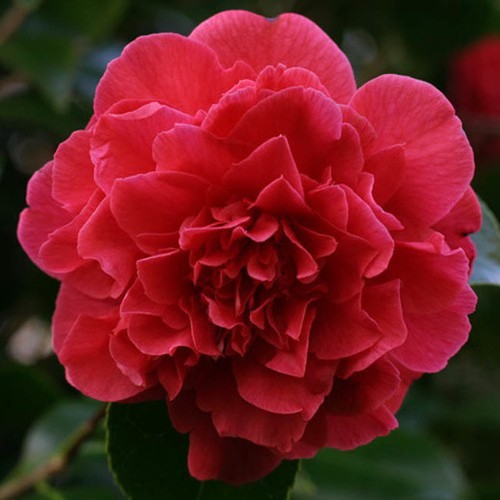 Kramers supreme red - kramers,