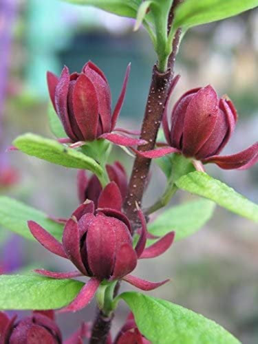 Carolina allspice sweet - carolina, allspice,