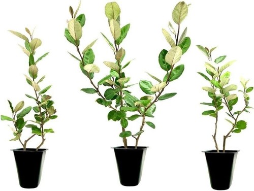 Elaeagnus pungens live - elaeagnus,